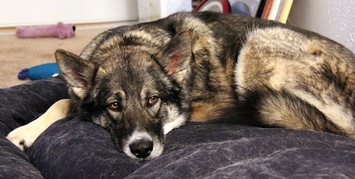 Alaskan Shepherd dog laying on a dog bed