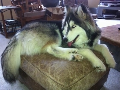 The right side of a blue-eyed Alusky that is laying down on a leather ottoman looking to the left.