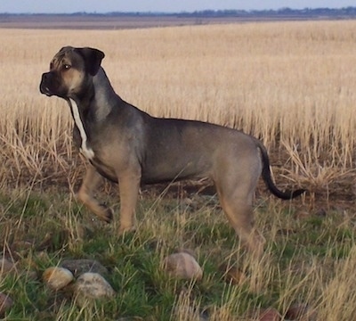 The left side of an American Allaunt that is pointing to the left, in a field