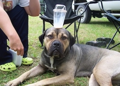 The left side of a brown and black large mastiff-type dog laying in the grass next to lawn chairs with a plastic cup on her head