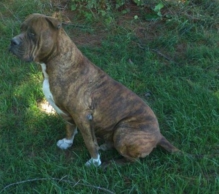 The left side of a brown brindle with white American Allaunt that is sitting outside in a yard and it is looking to the left.