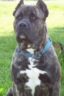 A brindle with white American Allaunt that is wearing a blue collar and it is sitting outside in grass.