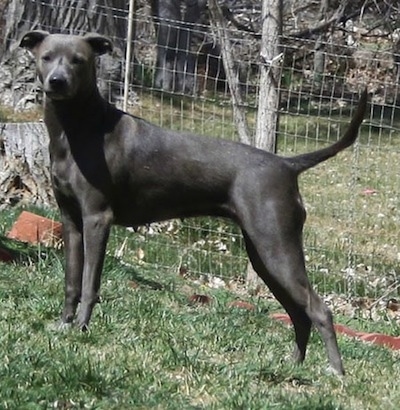 blue lacy cur dog