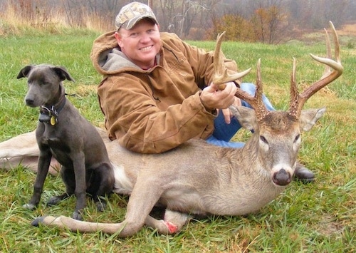 The front left side of an American Blue Lacy that is sitting next to a hunter and a recently hunted deer.