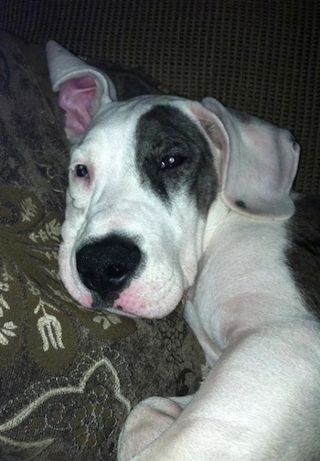 american bull dane