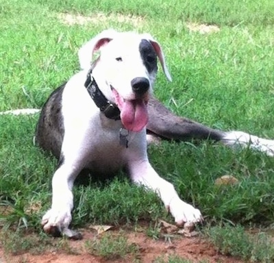 great dane english bulldog mix