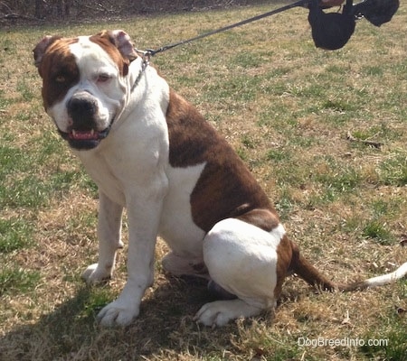 The left side of a brown and white American Bulldog that is sitting outside across a yard, it is looking forward and its mouth is slightly open.