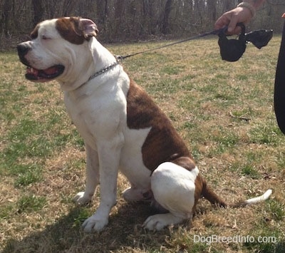 The left side of a brown and white American Bulldog that is sitting outside, a person is holding its leash and it is looking to the left.