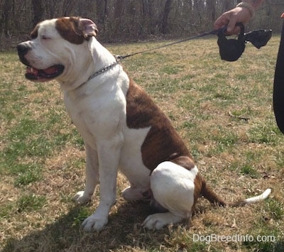 pure white american bulldog