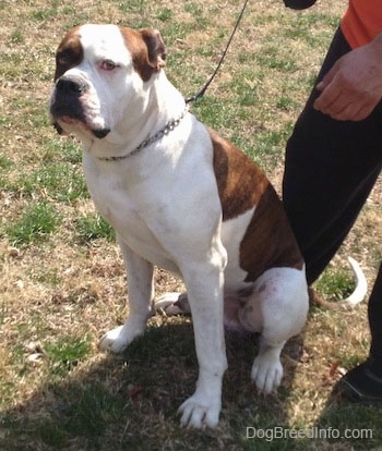 The front left side of a brown and white American Bulldog that is sitting outside across a field and there is a person standing next to it holding a leash.