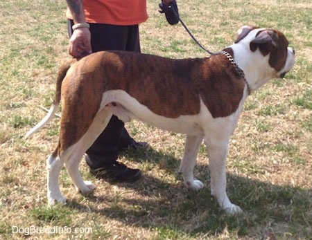 The right side of a brown and white American Bulldog that is standing outside next to a human and it is looking forward.