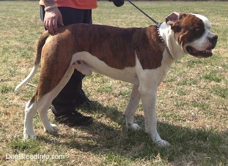 The right side of a brown and white American Bulldog that is standing outside across a lawn, there is a person standing behind it holding a leash on and it is looking to the right.