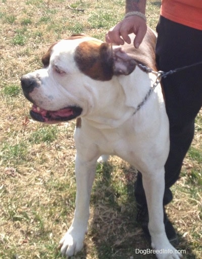 A brown and white American Bulldog is standing outside next to person who has its hand on its side.
