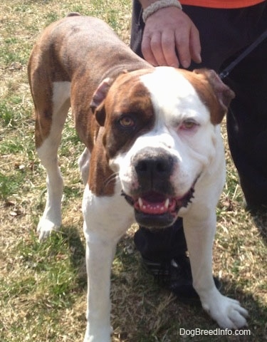 A brown and white American Bulldog is standing outside with mouth its open and it is looking forward. There is a person standing to the right of it and they are holding a leash.