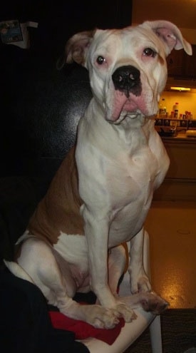 The left side of a tan and white American Bulldog is sitting in a lawn chair in the living toom of a house.