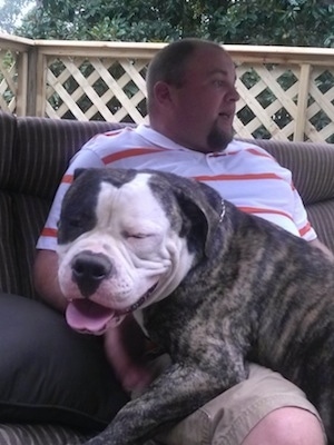 The left side of a brindle with white American Bulldog that is laying across a person sitting on an outside glider