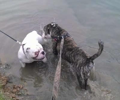 Two American Bulldogs sniffing each other while standing in water