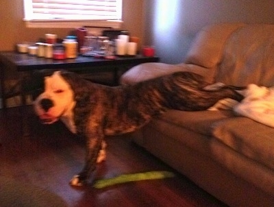 The left side of a brindle with white American Bulldog getting off of a couch. Its front legs are on the floor, but its hind legs are on the couch. There is a green snake toy under him