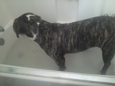 The left side of a brindle American Bulldog that is standing in a bathtub of water
