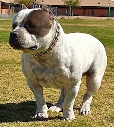 brindle pocket pitbull