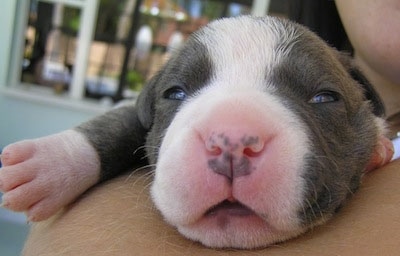 Close up - A gray with white Newborn American Bully puppy is being held over a persons shoulder