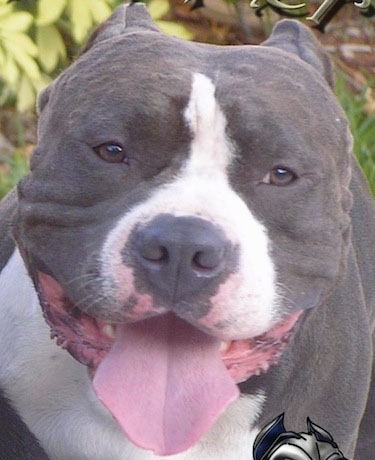 Close up - A gray with white American Bully that is standing outside, its mouth is open and its tongue is out.