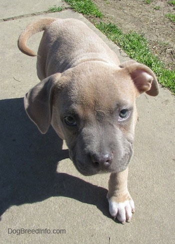 A tan American Bully puppy is walking up a sidewalk