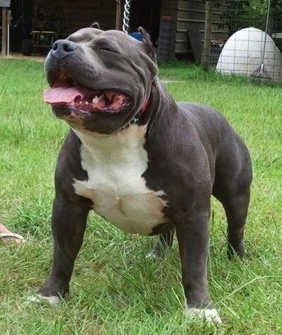 akc bully