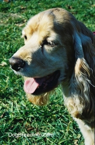 Close up - The face of a tan American Cocker Spaniel dog that has its tongue out and its Mouth open. It is looking to the left.
