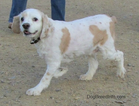 The left side of a white with tan American Cocker Spaniel that is walking across sand. There is a person behind it.