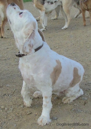 The front left side of a white with tan American Cocker Spaniel that is sitting on sand with its front right paw up and its head is in the air. There are other dogs behind it.