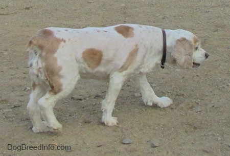 The right side of a white with tan American Cocker Spaniel that is walking across sand.