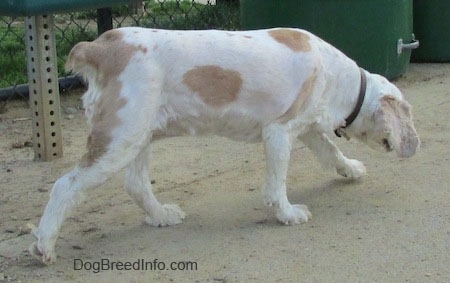 The right side of a white with tan American Cocker Spaniel that is walking along a fence line.