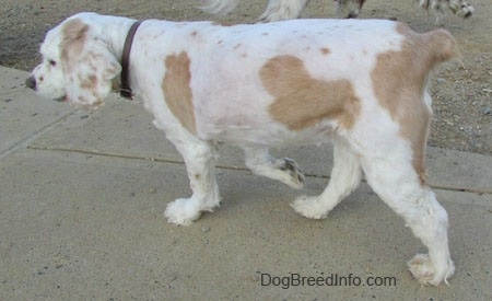 The left side of a white with tan American Cocker Spaniel that is walking across a concrete surface.