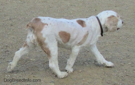 The right side of a white with tan American Cocker Spaniel that is trotting across sand with its mouth open and its tongue out