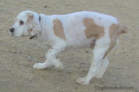 The left side of a white with tan American Cocker Spaniel that is walking on sand with its front left paw in the air.