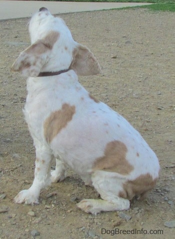 The back left side of a sitting white with tan American Cocker Spaniel. It is looking up in the air.