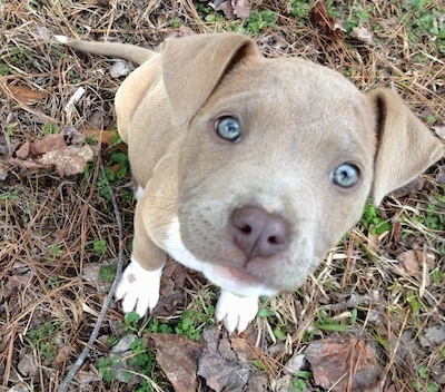 blue nose blue eyed pitbull