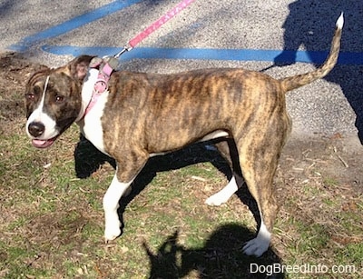 american pitbull terrier brindle puppies