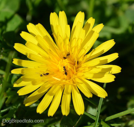 Black Ants on a Dandelion