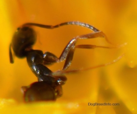 Close Up - Black Ant in the middle of a Dandelion 