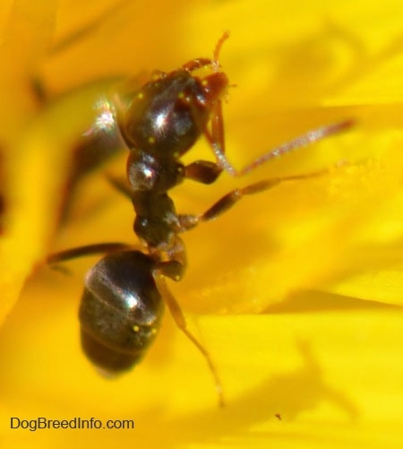 Close up - a tiny black climbing ant on a dandelion