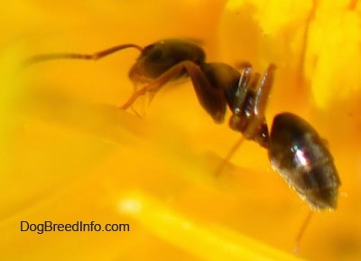 Close Up - Black Ant on a dandelion