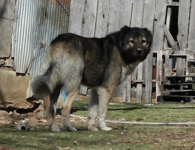 The back right side of a black and gray Armenian Gampr that is standing on grass, there is a wooden building in front of it and it is looking forward.