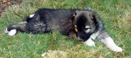 The right side of a black with tan Armenian Gampr puppy that is laying in grass outside near wood chips and it is looking forward.