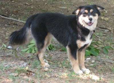 The right side of a black with tan and white Aussie Siberian puppy that is standing in the brush, its mouth is open and it is looking forward.