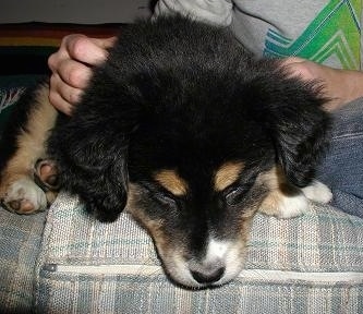 Close up - A black with tan and white Aussie Siberian puppy is laying down on a couch, next to a person that is rubbing it.