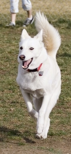 white siberian husky mix