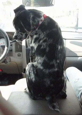 The back of a black and gray Australian Boxherd puppy that is sitting on the middle console of a vehicle, it is looking down and to the left.
