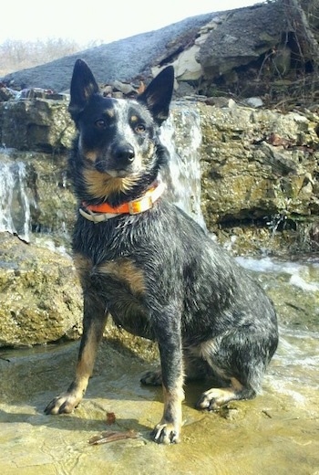 The front left side of a wet black with brown Australian Cattle Dog that is sitting in a stream with a waterfall over rocks behind it.